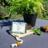 Le savon à la Menthe